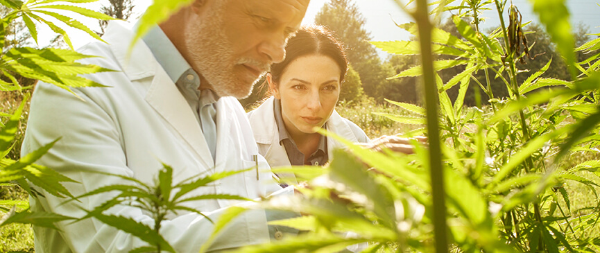 researchers taking samples from hemp plants